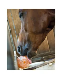 Sal Del Himalaya Caballo Bovino Ganado Caramelo Snack Potrero