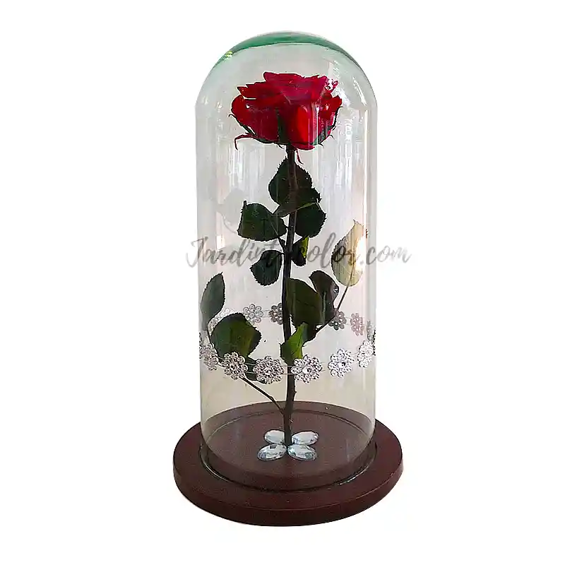 Rosa Preservada Roja