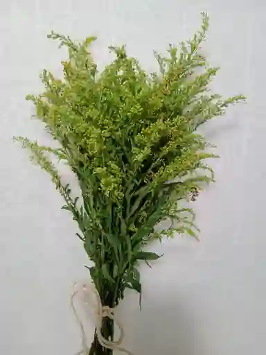 Pte. Solidago