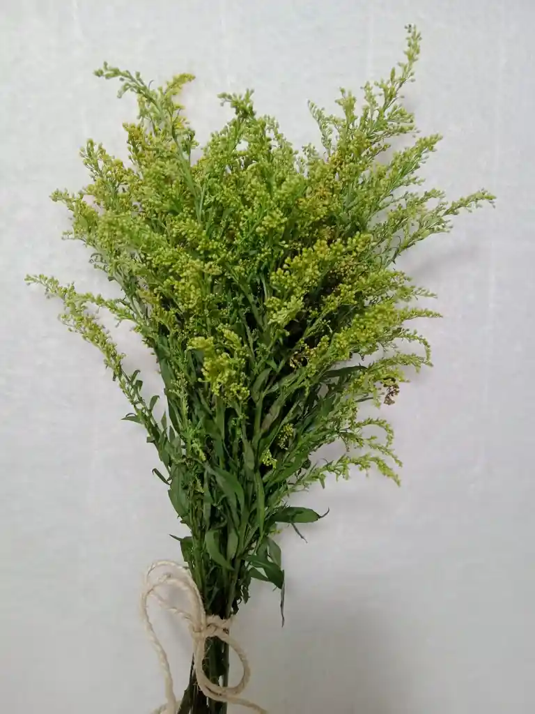 Pte. Solidago