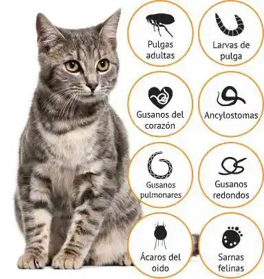 1 Pipeta Advocate Gatos Hasta 4 Kg Advocate Para Gatos Desparasitante Interno Y Externo Gato Advocate 4kg Unidad Spot