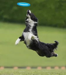 Frisbi Frisbee Frsiby Para Perros O Cualquier Mascota