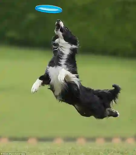 Frisbi Frisbee Frsiby Para Perros O Cualquier Mascota