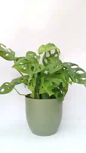 Monstera Adanssonni + Maceta Oliva
