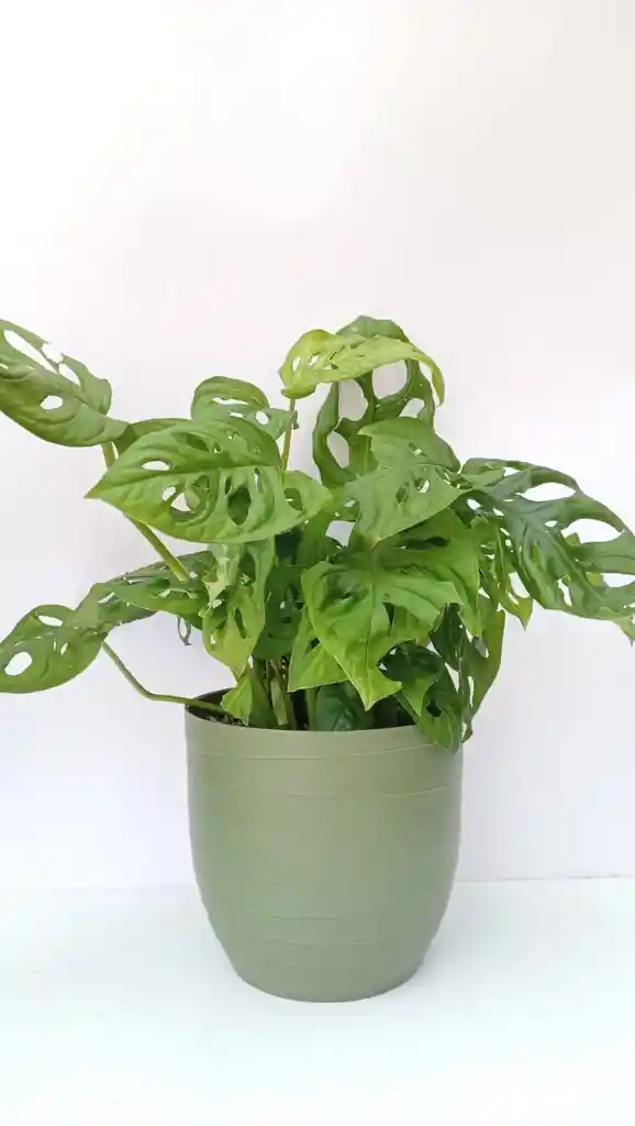 Monstera Adanssonni + Maceta Oliva
