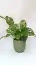 Monstera Adanssonni + Maceta Oliva