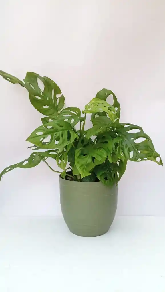 Monstera Adanssonni + Maceta Oliva