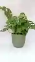 Monstera Adanssonni + Maceta Oliva