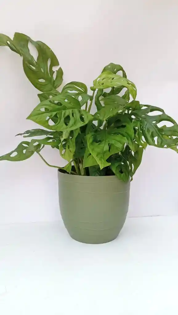 Monstera Adanssonni + Maceta Oliva