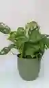 Monstera Adanssonni + Maceta Oliva