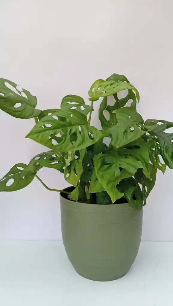 Monstera Adanssonni + Maceta Oliva