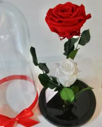 Cupula De 2 Rosas Preservadas. Tamaño Xxl. Rosa De La Bella Y La Bestia