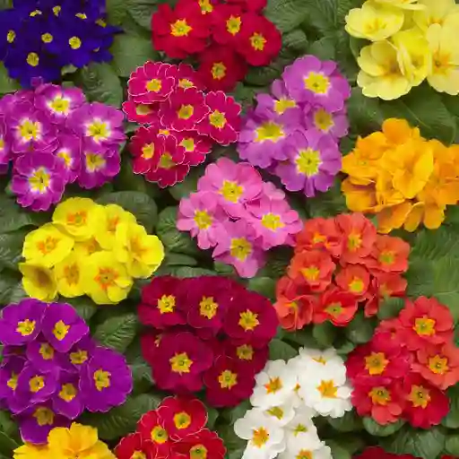 Primavera Primula