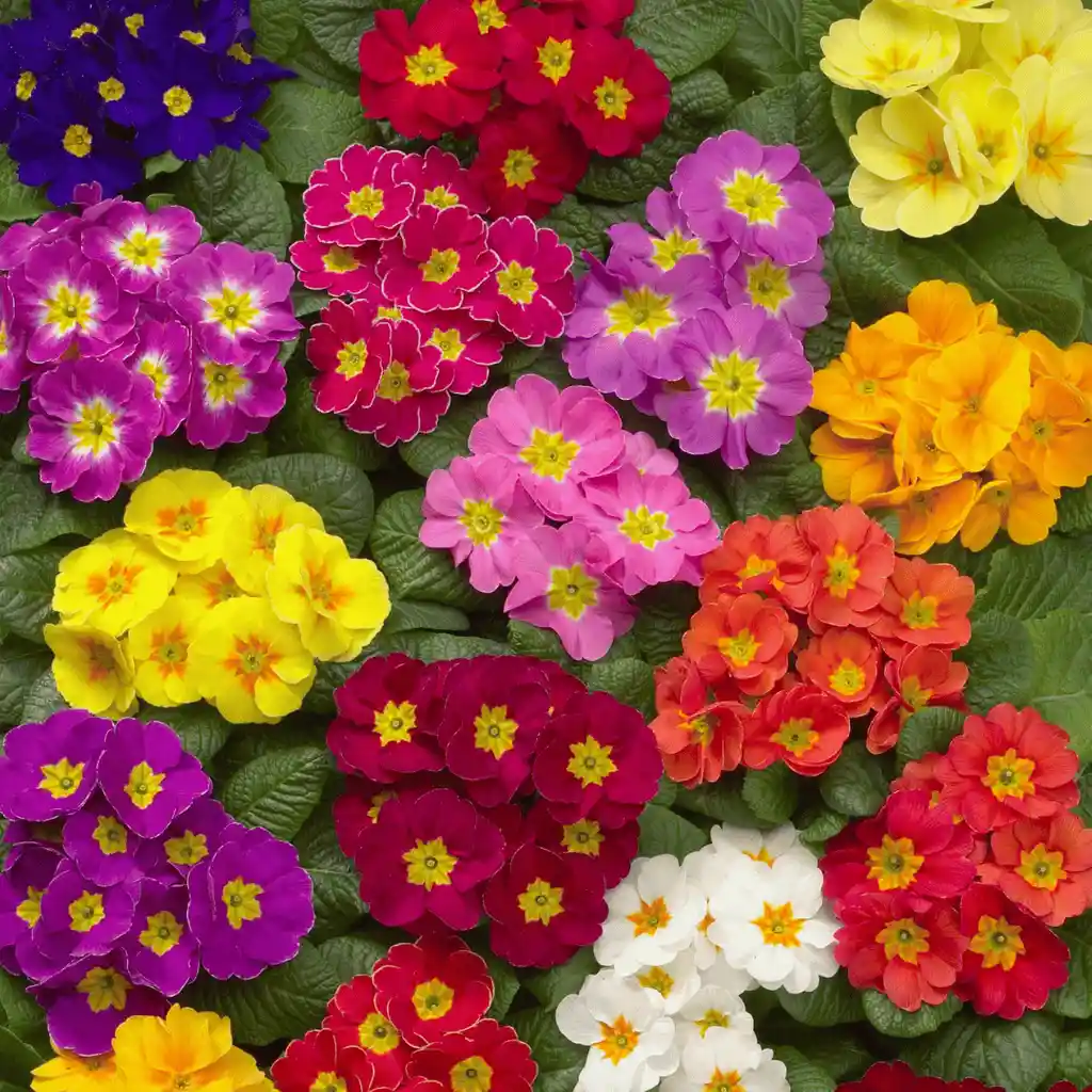 Primavera Primula