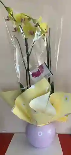 Orquidea Amarilla 2 Varas Premium