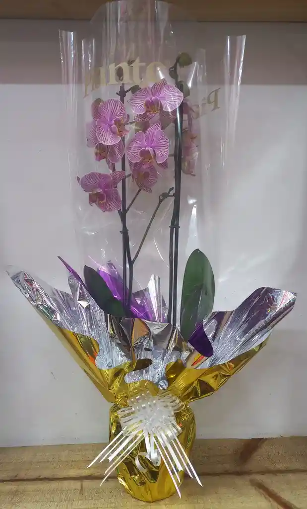 Plantas De Orquidea