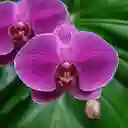 Orquidea Phalaenopsis De Dos Varas - Morada