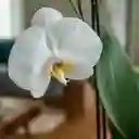 Orquidea Phalaenopsis Dos Varas - Blanca