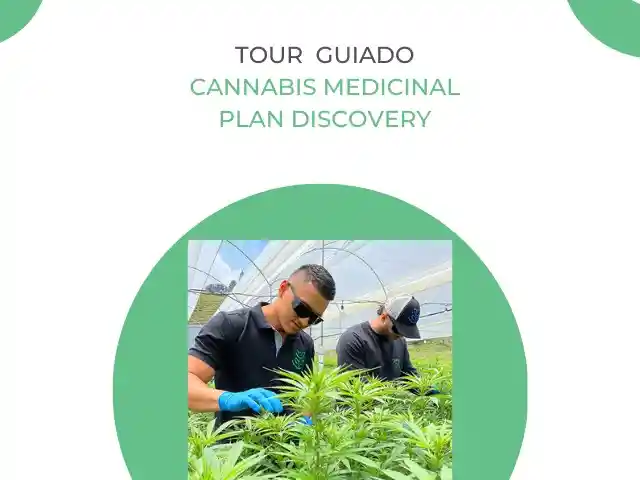 Tour Guia Cannabis Discovery 4 Personas