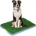 Tapete Grande Para Mascota Entrenamiento Baño Puppy Potty