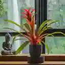 Bromelia Grande Roja