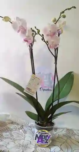 Orquidea Grande 2 Varas Oferta Dia Madre Mama
