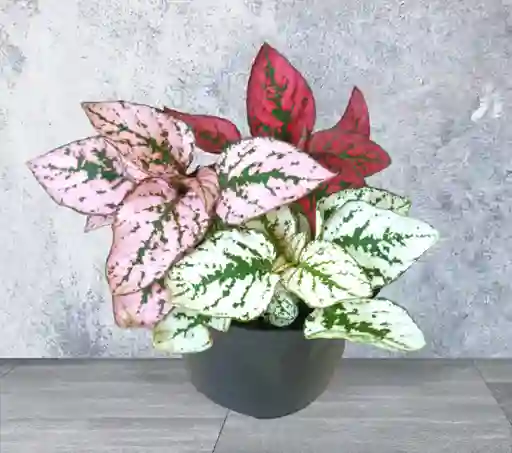 Planta Polka