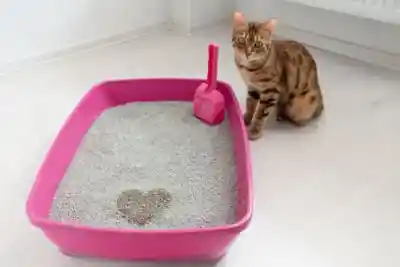 Arena Para Gatos Presentacion Por 5 Kilos