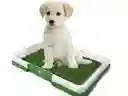 Tapete Mediano Para Mascota Entrenamiento Baño Puppy Potty