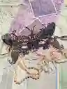 Antifaz Bordado Mascara