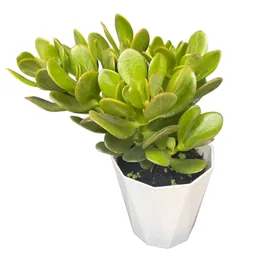 Planta Jade Hembra