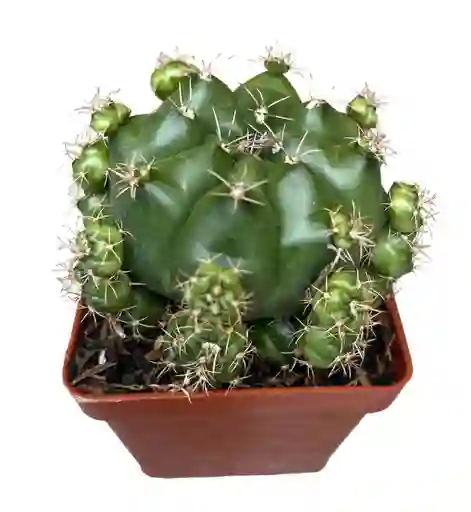 Cactus Individual