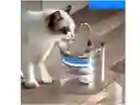 Fuente Dispensadora Para Gato