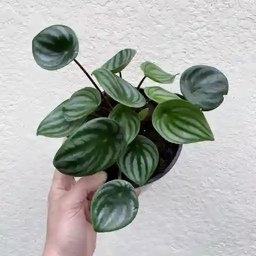 Peperomia Sandia