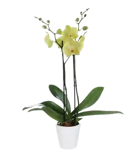 Orquídea En Planta