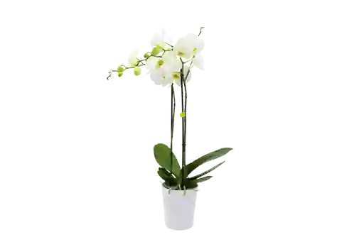 Orquídea En Planta