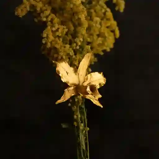 Anillo Orquidea Cattleya