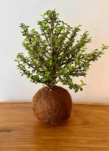 Planta Kokedama De Jade