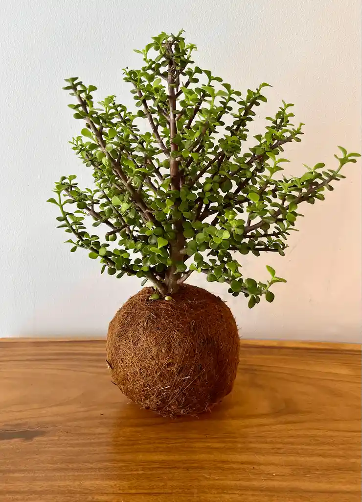 Planta Kokedama De Jade