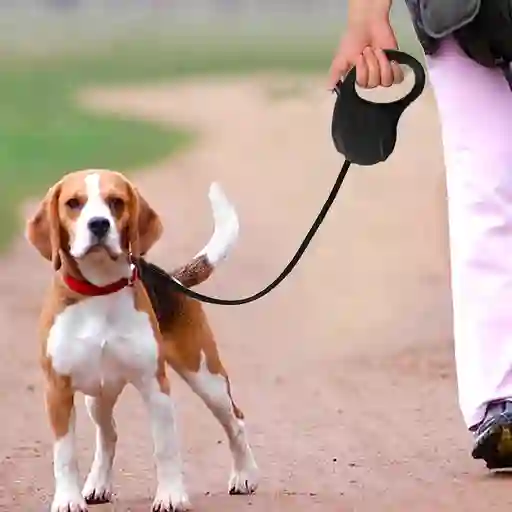 Correa Retráctil Para Perro Con Seguro 3 Metros