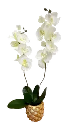 Orquidea Con Matera