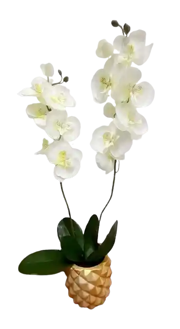 Orquidea Con Matera