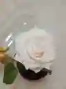 Rosa Preservada Blanca