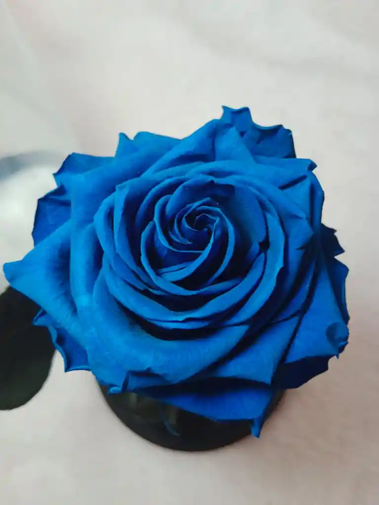 Rosa Azul Preservada Y Ferrero