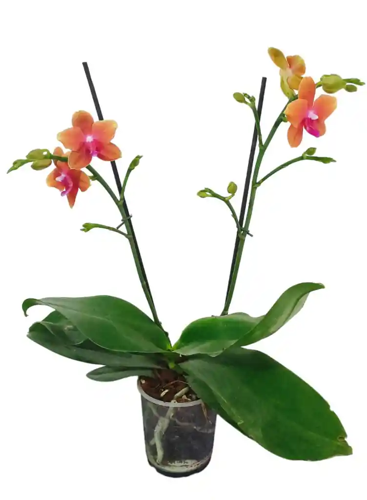 Orquidea Mediana Multiflora 2 Varas Oferta Colores Surtidos