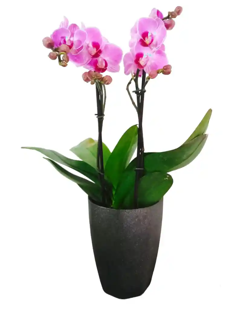 Orquidea Mediana 2 Varas Matera Plastica Colores Surtidos Oferta