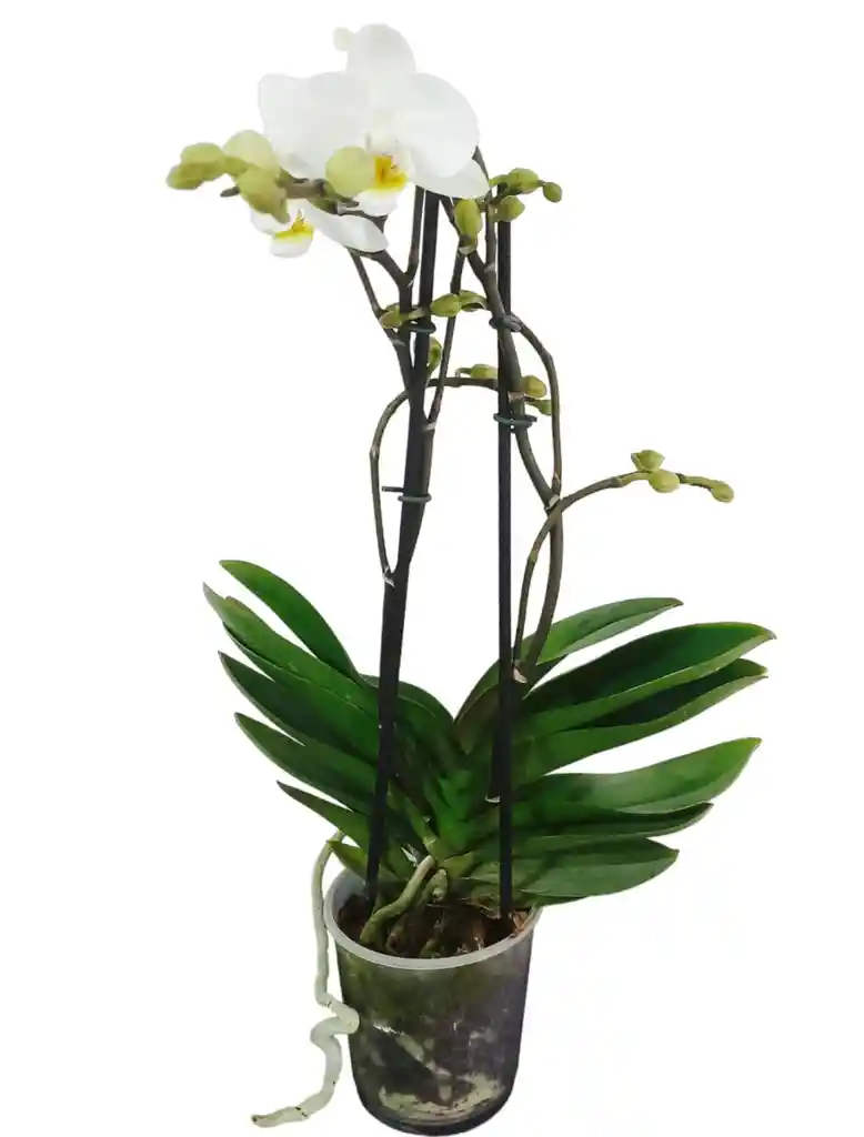 Orquidea Mediana Multiflora 2 Varas Oferta Dia Colores Surtidos