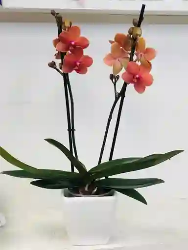 Orquídea Multiflora 2 Varas Naranja Ladrillo - Matero De Ceramica