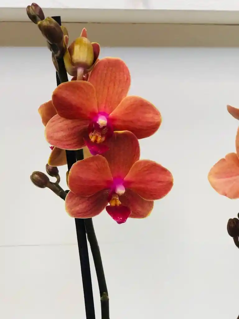 Orquídea Multiflora 2 Varas Naranja Ladrillo - Matero De Ceramica