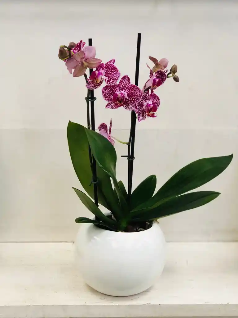 Orquídea Multiflora 2 Varas Morado Jaspeado - Matero De Cerámica